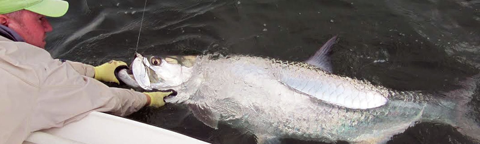 Key Biscayne tarpon on the line